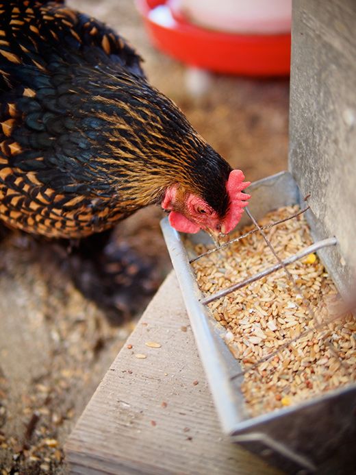 Animal Feed